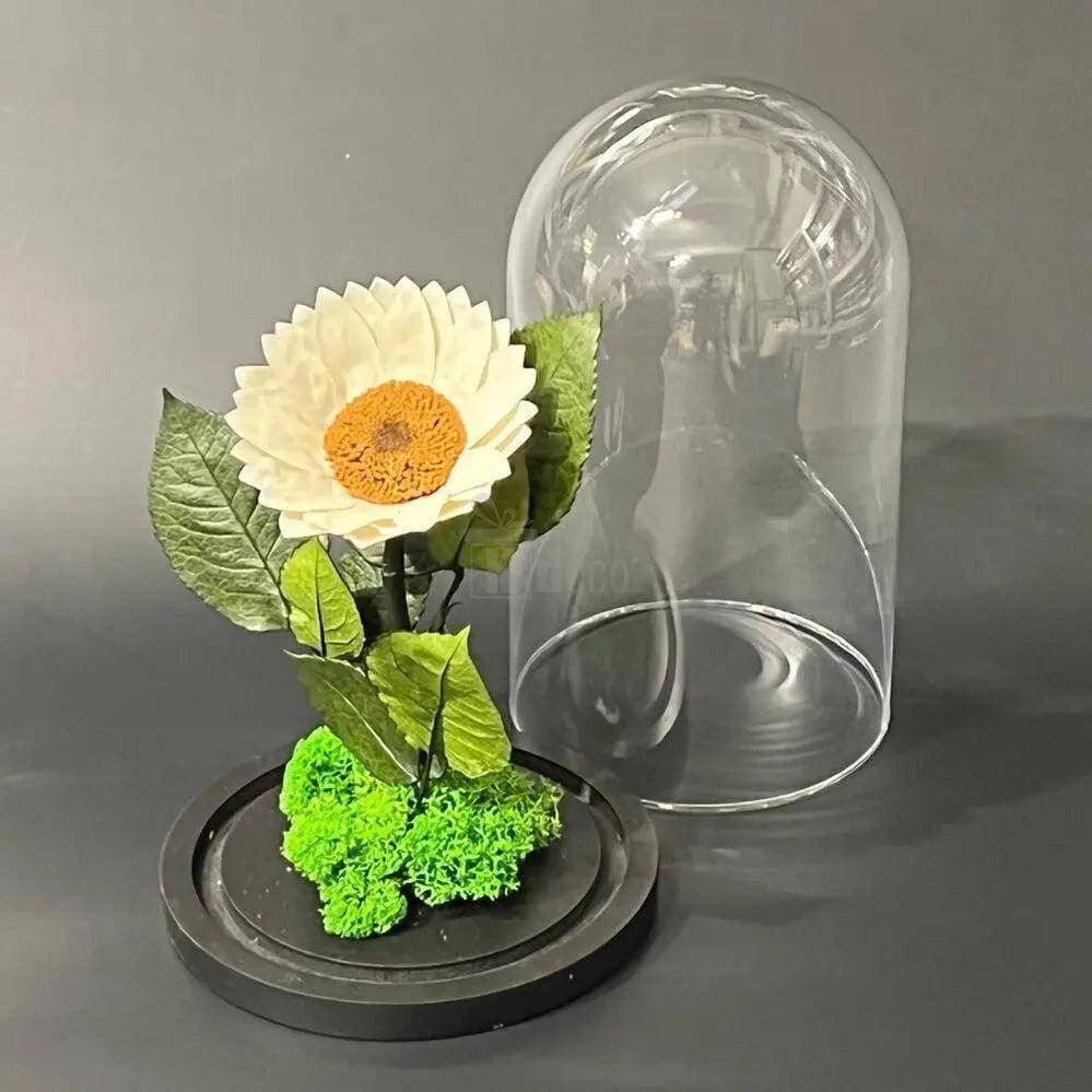 Floarea Soarelui Criogenată Albă În Cupolă De Sticlă 12 Cm Cadou Unic Durabil - Trandafir - Criogenat.ro