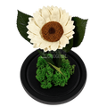 Floarea-soarelui criogenată albă în cupolă de sticlă 15 × 25 cm, cu mesaj - Trandafir-Criogenat.ro
