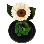 Floarea-soarelui criogenată albă în cupolă de sticlă 15 × 25 cm, cu mesaj - Trandafir-Criogenat.ro
