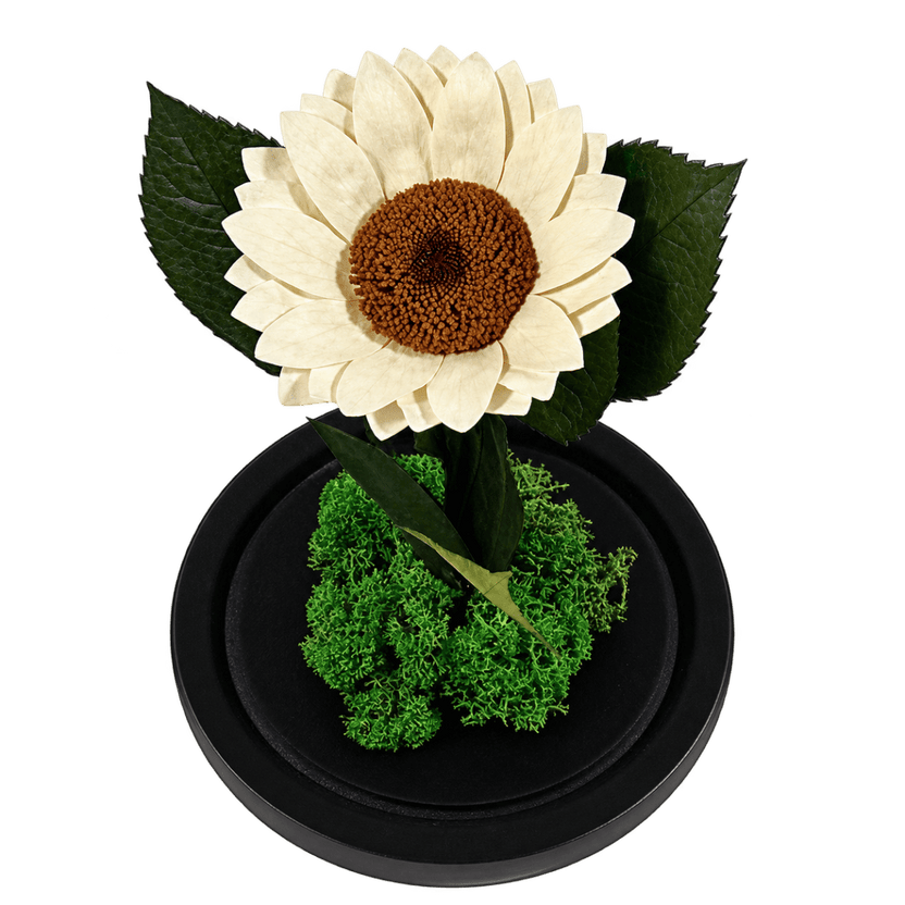 Floarea-soarelui criogenată albă în cupolă de sticlă 15 × 25 cm, cu mesaj - Trandafir-Criogenat.ro