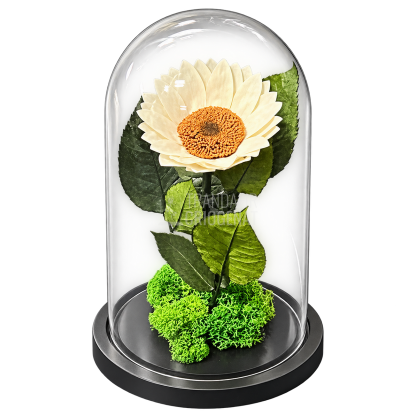 Floarea-soarelui criogenată albă în cupolă de sticlă 15 × 25 cm, cu mesaj - Trandafir-Criogenat.ro
