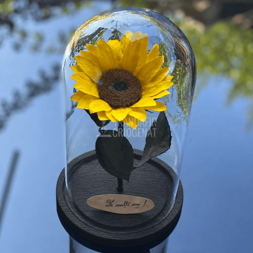Floarea-soarelui criogenată galbenă în cupolă de sticlă 15 × 25 cm, cu mesaj - Trandafir-Criogenat.ro