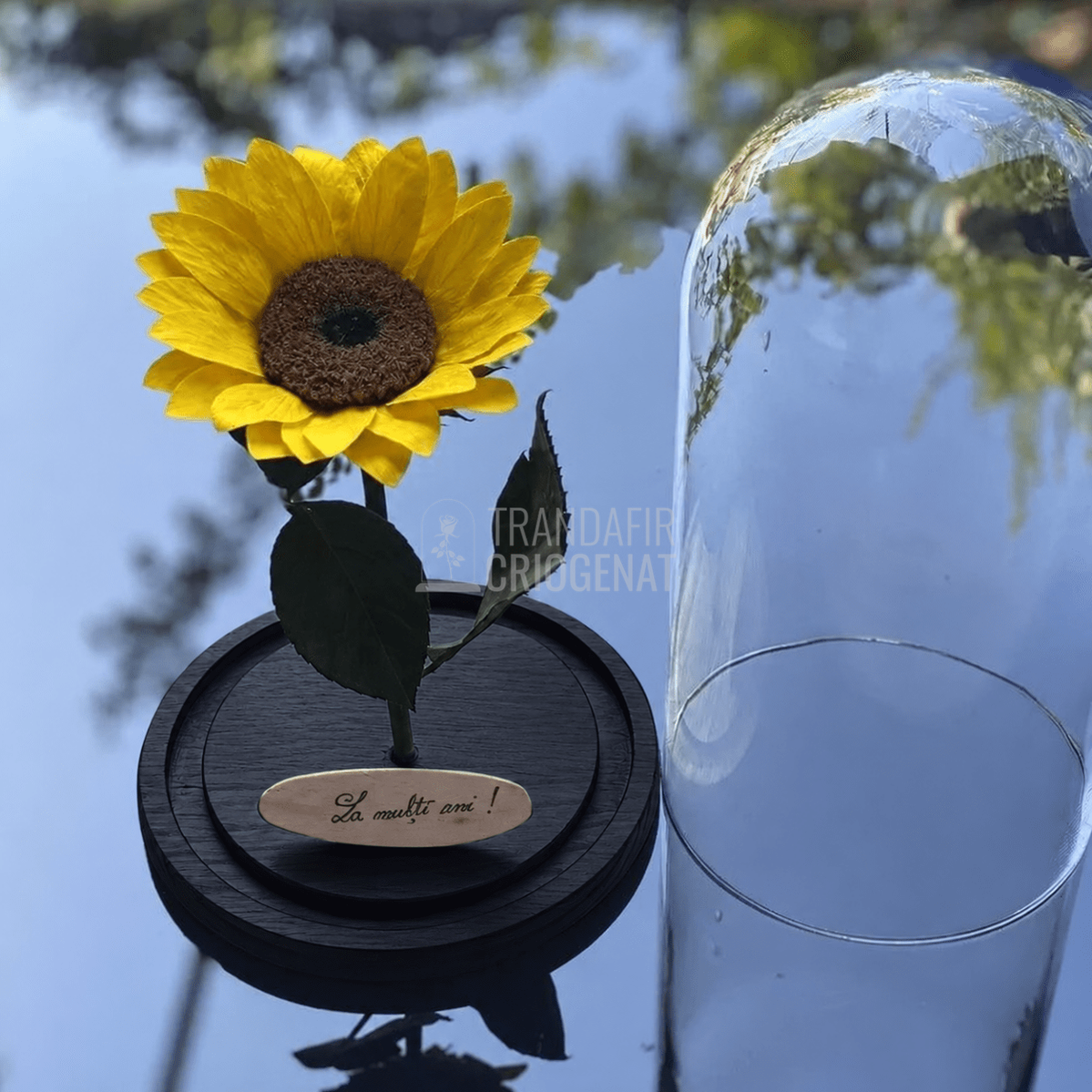 Floarea-soarelui criogenată galbenă în cupolă de sticlă 15 × 25 cm, cu mesaj - Trandafir-Criogenat.ro