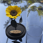 Floarea-soarelui criogenată galbenă în cupolă de sticlă 15 × 25 cm, cu mesaj - Trandafir-Criogenat.ro