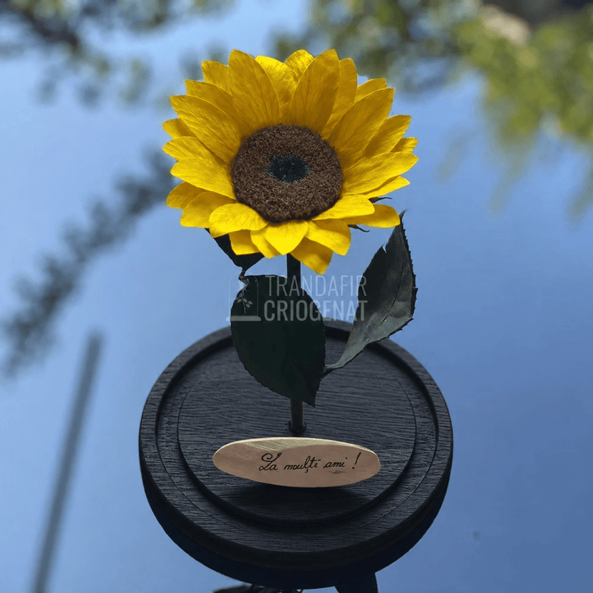 Floarea-soarelui criogenată galbenă în cupolă de sticlă 15 × 25 cm, cu mesaj - Trandafir-Criogenat.ro