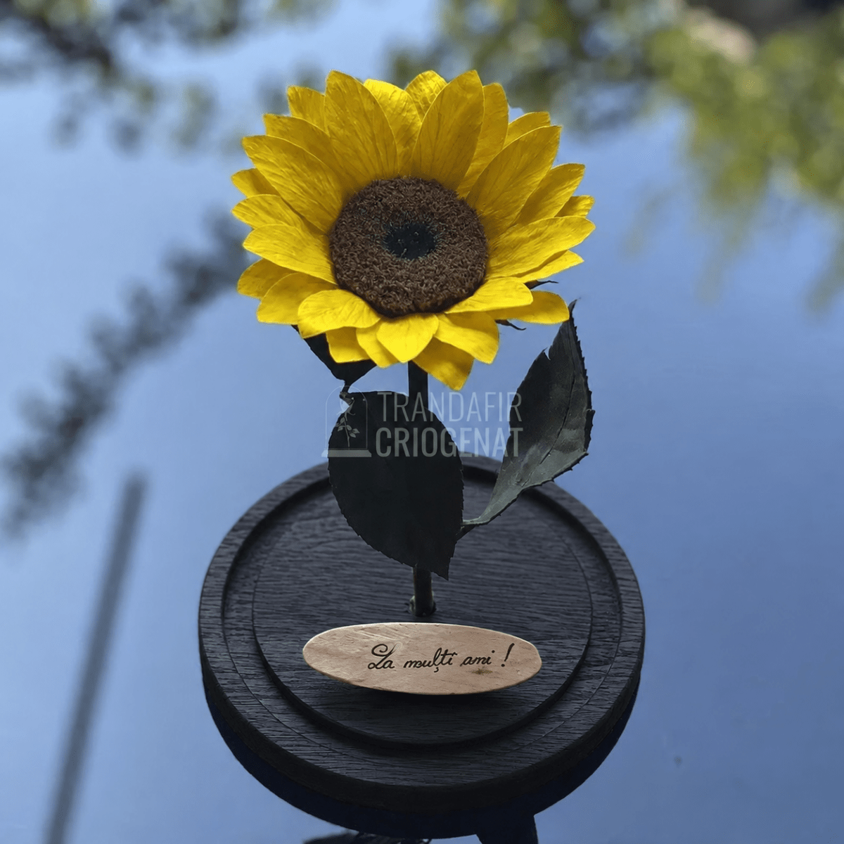Floarea-soarelui criogenată galbenă în cupolă de sticlă 15 × 25 cm, cu mesaj - Trandafir-Criogenat.ro