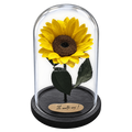 Floarea-soarelui criogenată galbenă în cupolă de sticlă 15 × 25 cm, cu mesaj - Trandafir-Criogenat.ro