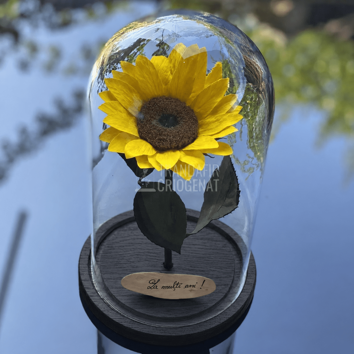 Floarea-soarelui criogenată galbenă în cupolă de sticlă 15 × 25 cm, cu mesaj - Trandafir-Criogenat.ro