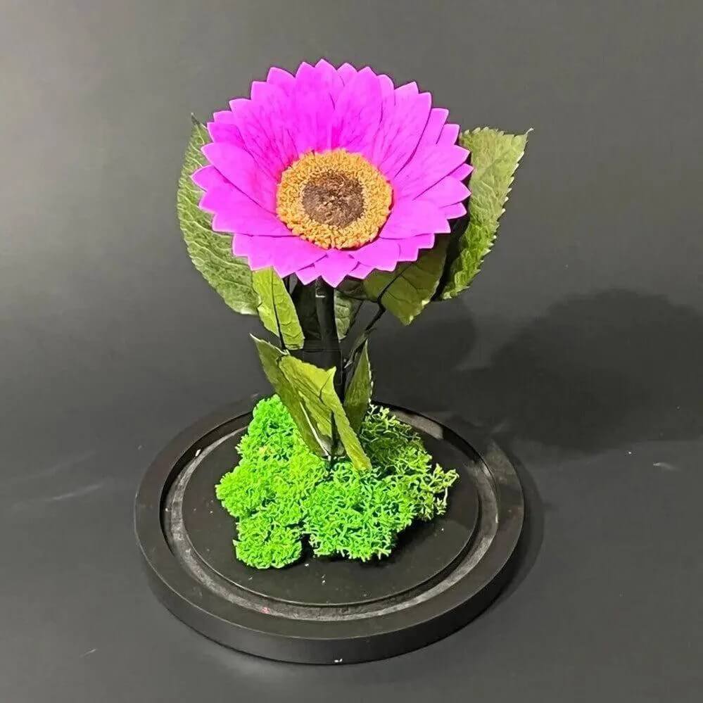 Floarea Soarelui Criogenata Mov Cupolă de Sticlă 12cm Cadou pentru Femei - Trandafir - Criogenat.ro