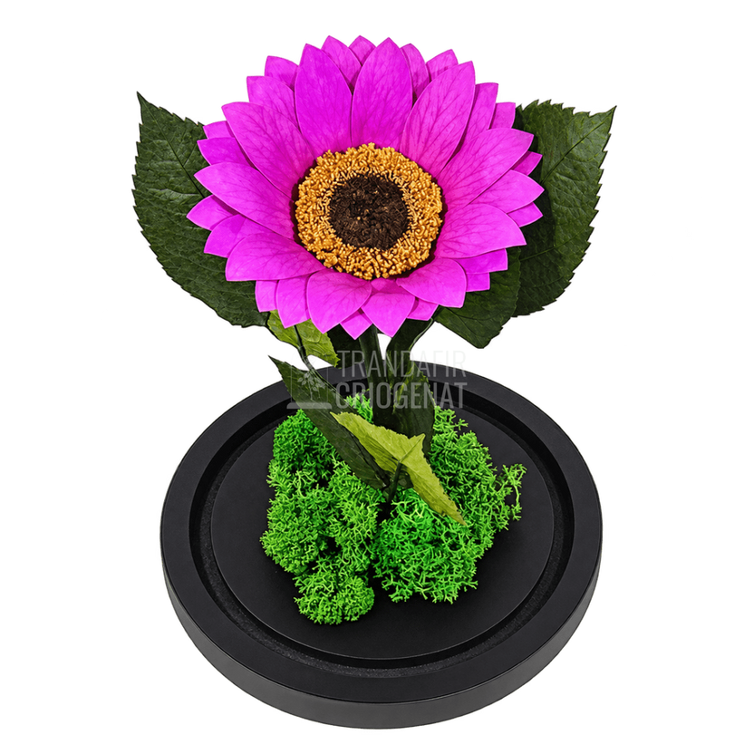 Floarea-soarelui criogenată mov în cupolă de sticlă 15 × 25 cm, cu mesaj - Trandafir-Criogenat.ro