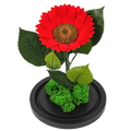 Floarea-soarelui criogenată roșie în cupolă de sticlă 15 × 25 cm, cu mesaj - Trandafir-Criogenat.ro