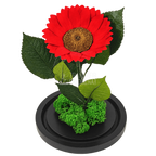 Floarea-soarelui criogenată roșie în cupolă de sticlă 15 × 25 cm, cu mesaj - Trandafir-Criogenat.ro