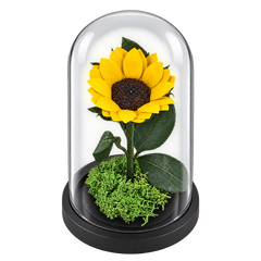 Floarea-soarelui criogenată XL galbenă în cupolă de sticlă 10 × 20 cm - Trandafir-Criogenat.ro