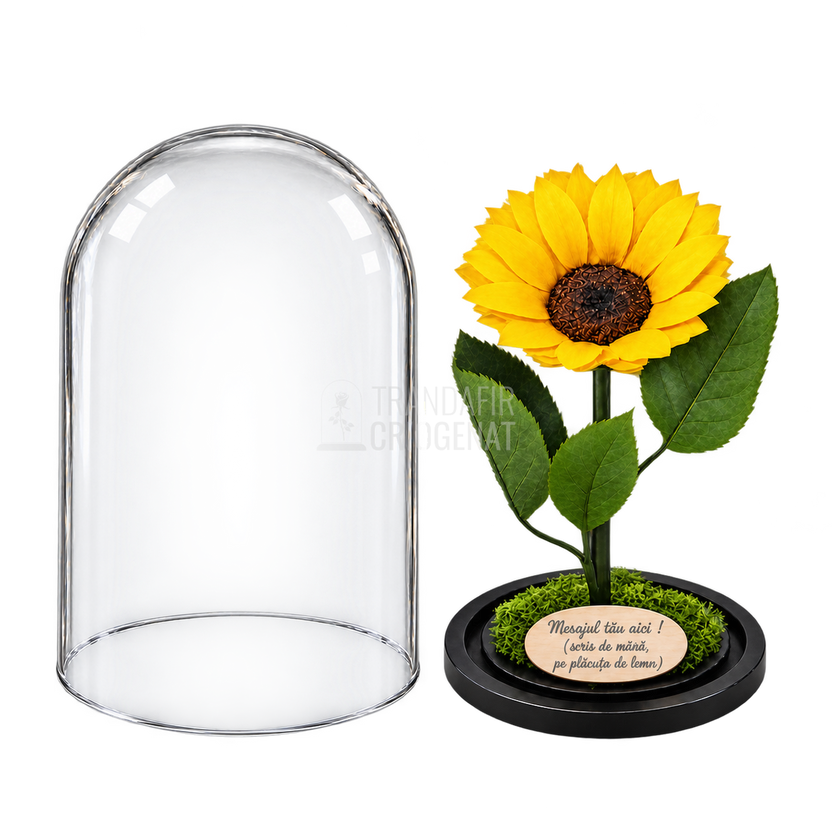 Floarea-soarelui criogenată XXL galbenă în cupolă de sticlă 15 × 25 cm - Trandafir-Criogenat.ro
