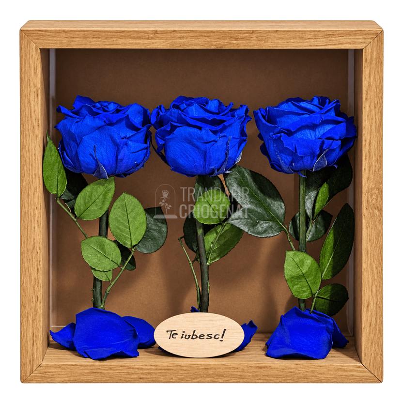 Tablou cu 3 trandafiri criogenați albaștri pe petale 27 × 27 cm - Trandafir-Criogenat.ro