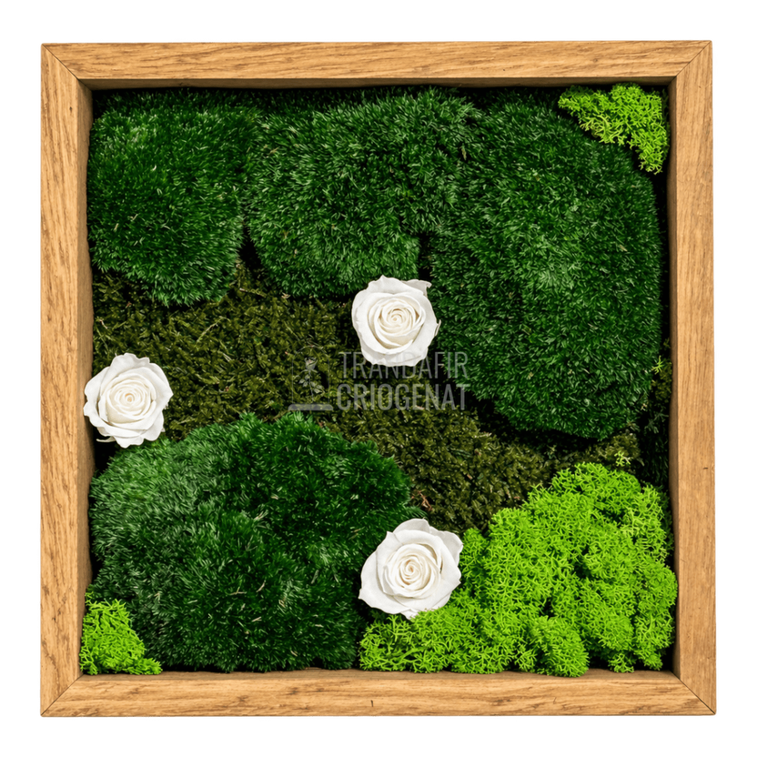 Tablou cu 3 trandafiri criogenați albi pe mușchi 27 × 27 cm - Trandafir-Criogenat.ro