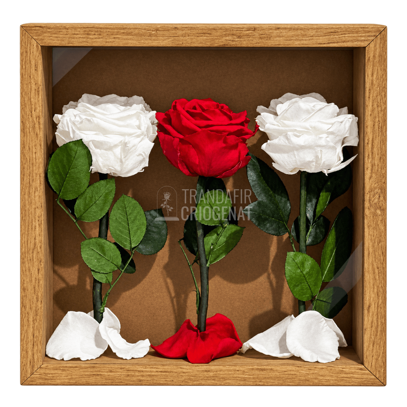 Tablou cu 3 trandafiri criogenați albi și roșii pe petale 27 × 27 cm - Trandafir-Criogenat.ro