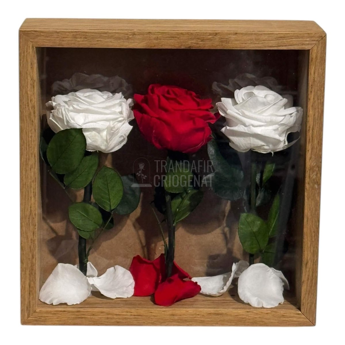 Tablou Cu 3 Trandafiri Criogenați Pe Pat De Petale Eleganță Și Rafinament 27x27cm - Trandafir - Criogenat.ro