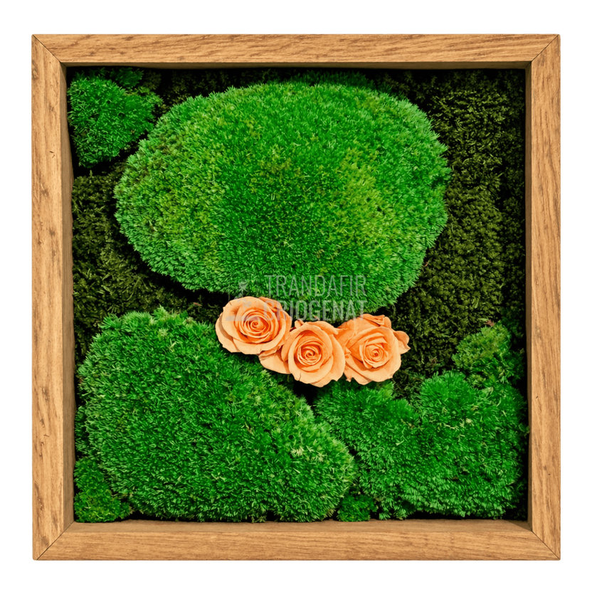 Tablou cu 3 trandafiri criogenați piersică pe mușchi 27 × 27 cm - Trandafir-Criogenat.ro