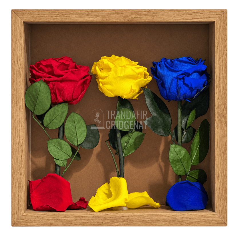 Tablou cu 3 trandafiri criogenați roșii, galbeni și albaștri pe petale 27 × 27 cm - Trandafir-Criogenat.ro