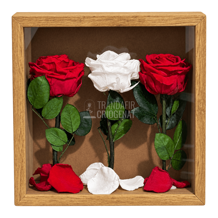 Tablou cu 3 trandafiri criogenați roșii și albi pe petale 27 × 27 cm - Trandafir-Criogenat.ro