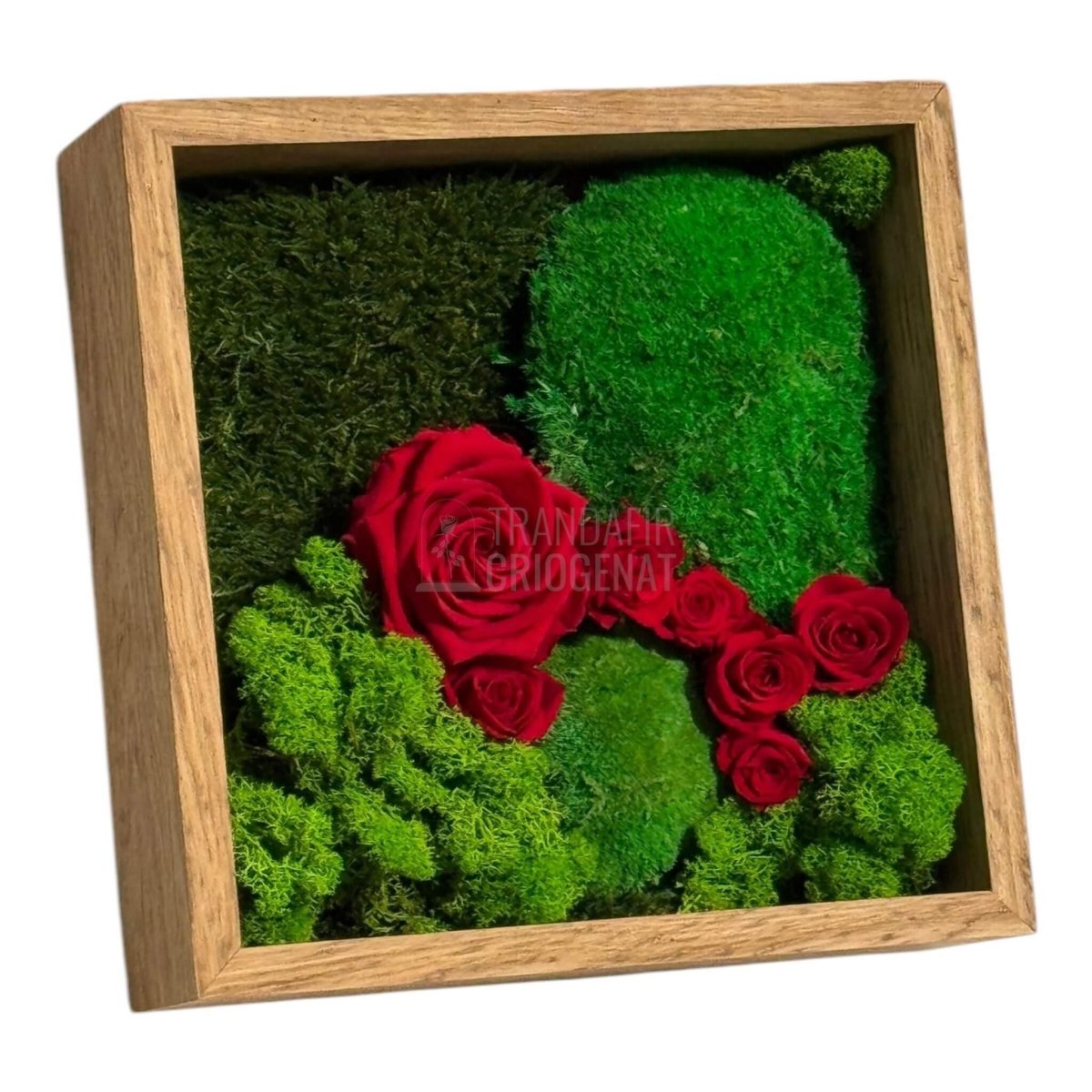 Tablou Cu Mușchi Licheni Și Trandafiri Criogenați Decor Natural Și Elegant Ramă Din Lemn De Stejar 27x27cm - Trandafir - Criogenat.ro
