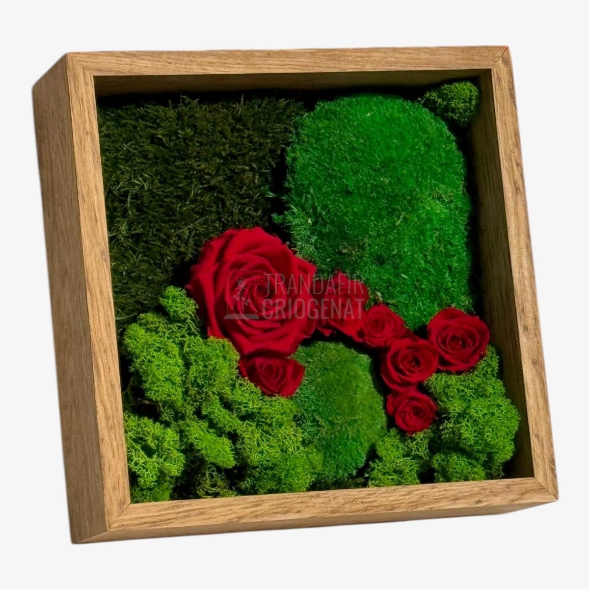 Tablou Cu Mușchi Licheni Și Trandafiri Criogenați Decor Natural Și Elegant Ramă Din Lemn De Stejar 27x27cm - Trandafir - Criogenat.ro