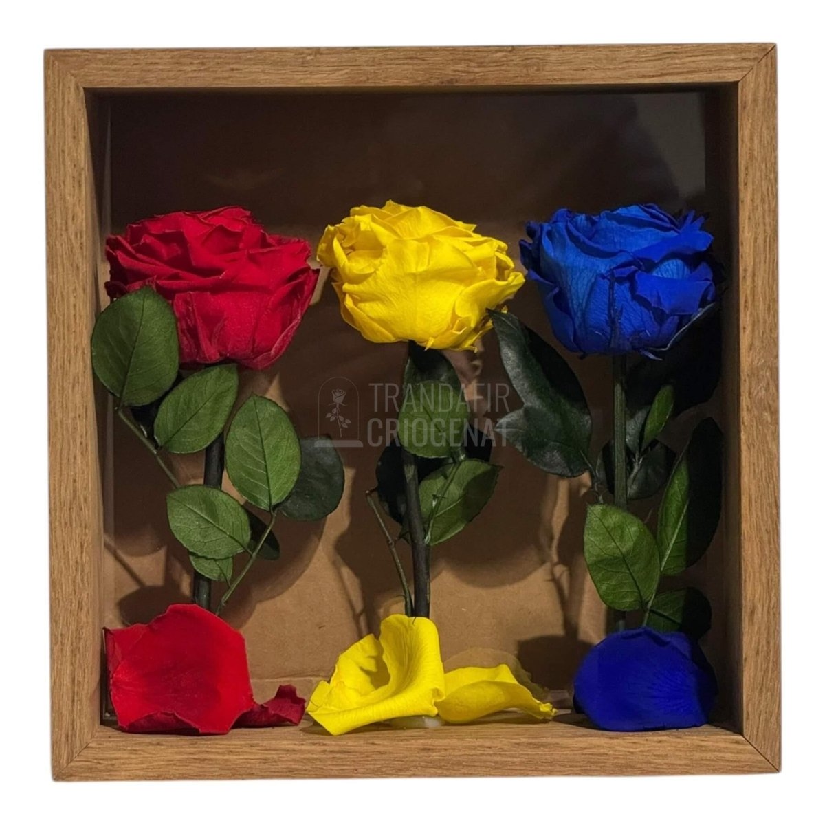 Tablou cu 3 trandafiri criogenați roșii, galbeni și albaștri pe petale 27 × 27 cm