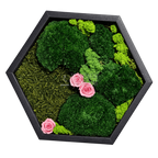 Tablou hexagonal cu 3 trandafiri criogenați roz pe mușchi