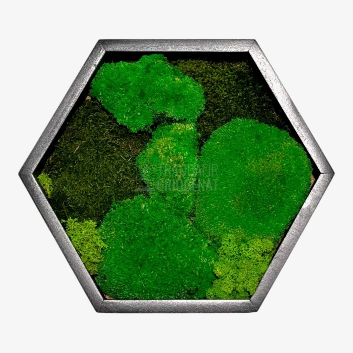 Tablou hexagonal cu mușchi bombat mușchi plat stabilizat și licheni decorativi stabilizați decor natural