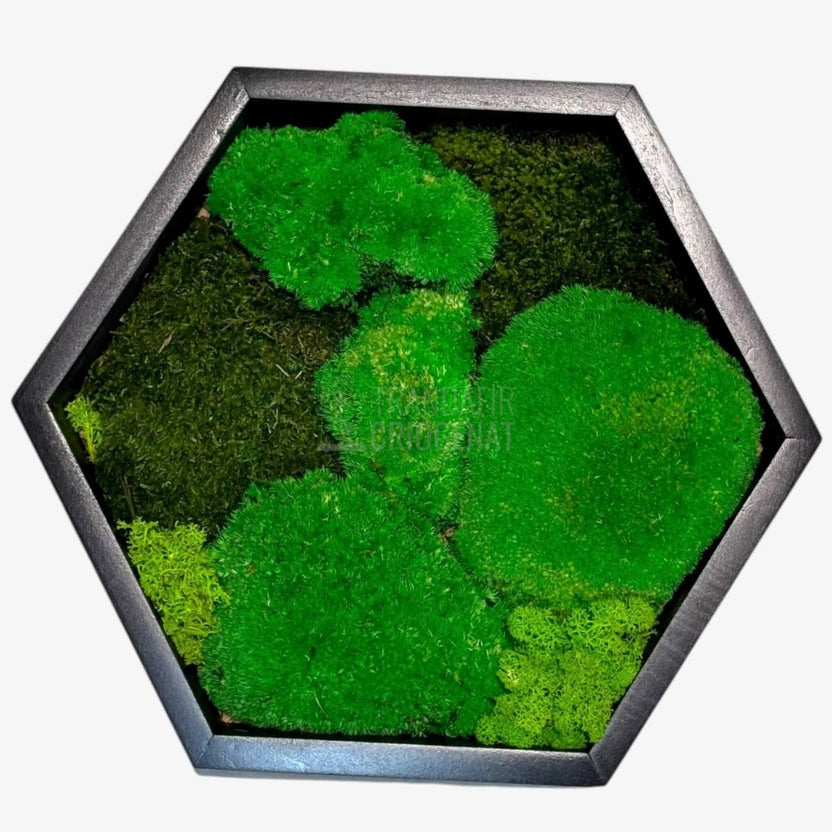 Tablou Hexagonal Cu Mușchi Bombat Mușchi Plat Stabilizat Și Licheni Decorativi Stabilizați Decor Natural Elegant - Trandafir - Criogenat.ro