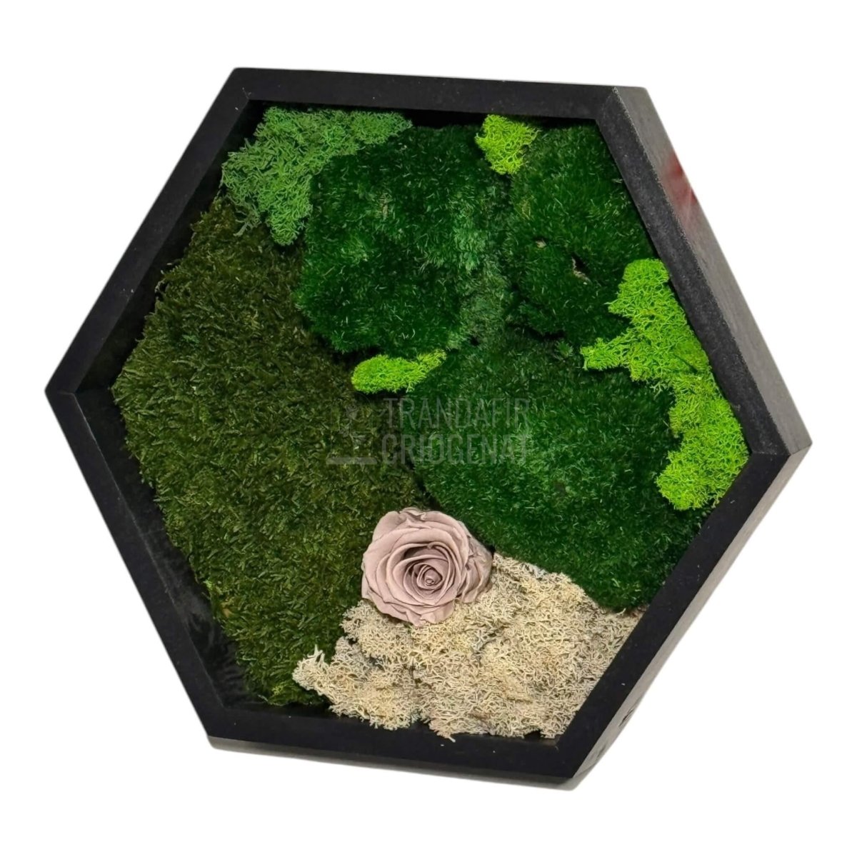 Tablou Hexagonal Cu Mușchi Licheni Și Trandafir Criogenat Eleganță Naturală În Ramă Modernă De 35 Cm - Trandafir - Criogenat.ro