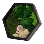 Tablou Hexagonal Cu Mușchi Licheni Și Trandafir Criogenat Eleganță Naturală În Ramă Modernă De 35 Cm - Trandafir - Criogenat.ro