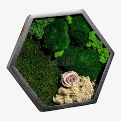 Tablou Hexagonal Cu Mușchi Licheni Și Trandafir Criogenat Eleganță Naturală În Ramă Modernă De 35 Cm - Trandafir - Criogenat.ro