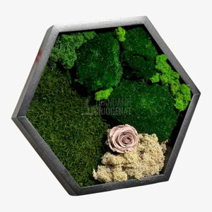 Tablou Hexagonal Cu Mușchi Licheni Și Trandafir Criogenat Eleganță Naturală În Ramă Modernă De 35 Cm - Trandafir - Criogenat.ro
