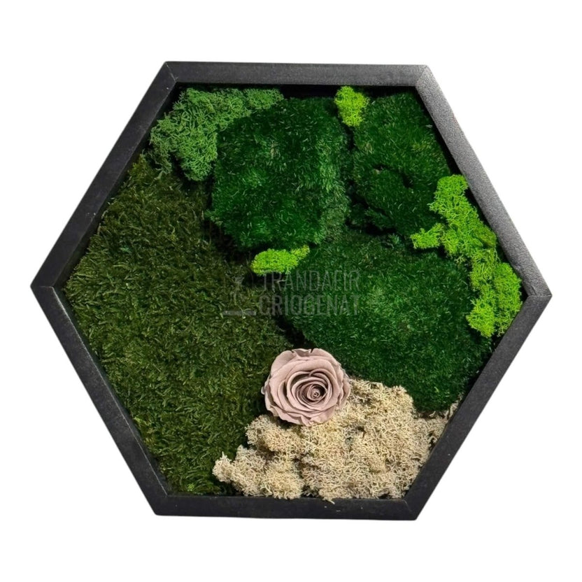 Tablou Hexagonal Cu Mușchi Licheni Și Trandafir Criogenat Eleganță Naturală În Ramă Modernă De 35 Cm - Trandafir - Criogenat.ro