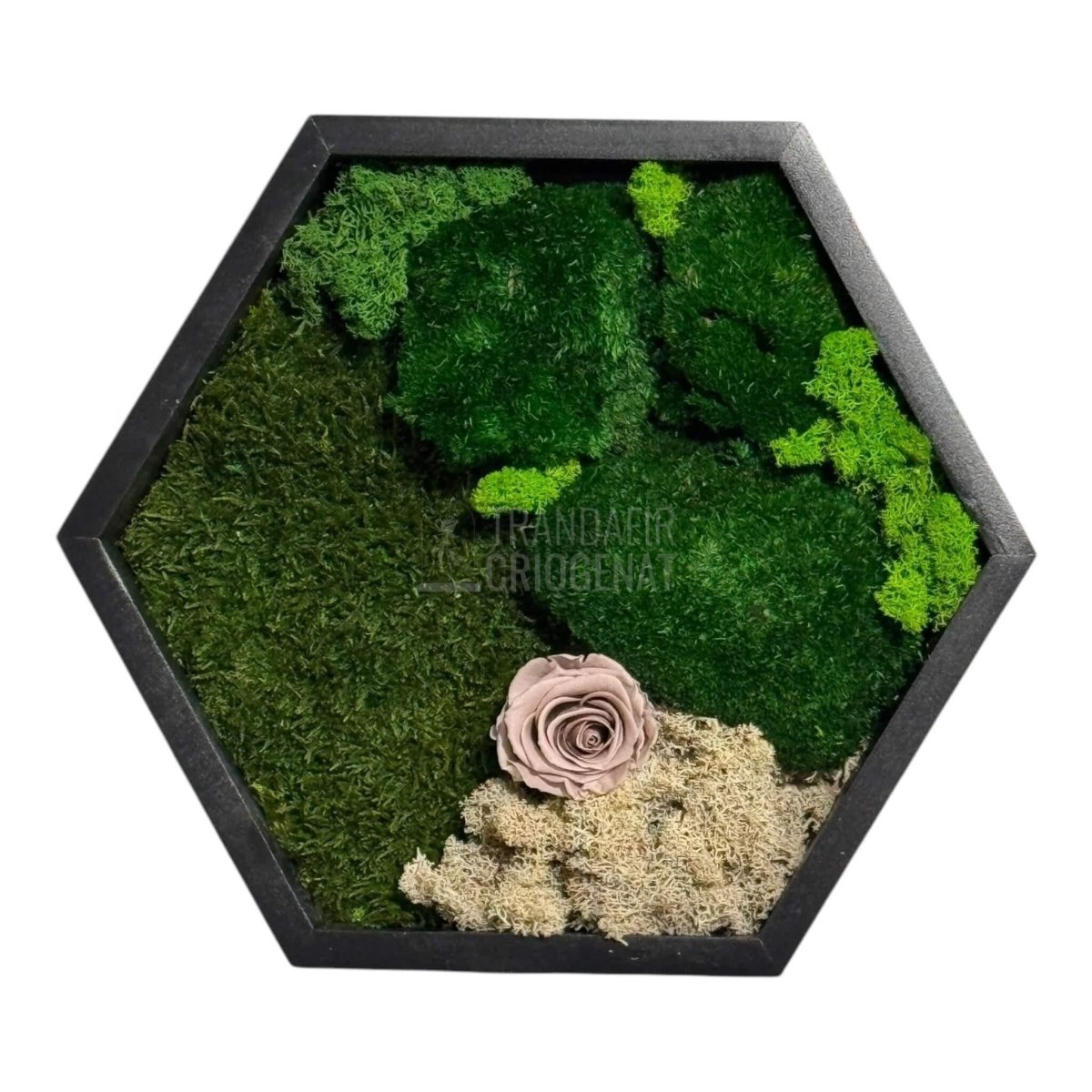 Tablou Hexagonal Cu Mușchi Licheni Și Trandafir Criogenat Eleganță Naturală În Ramă Modernă De 35 Cm - Trandafir - Criogenat.ro