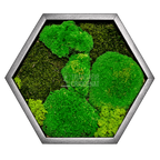 Tablou hexagonal cu mușchi stabilizat