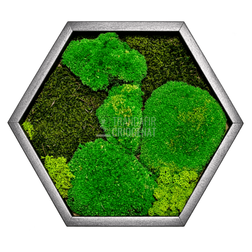 Tablou hexagonal cu mușchi stabilizat - Trandafir-Criogenat.ro
