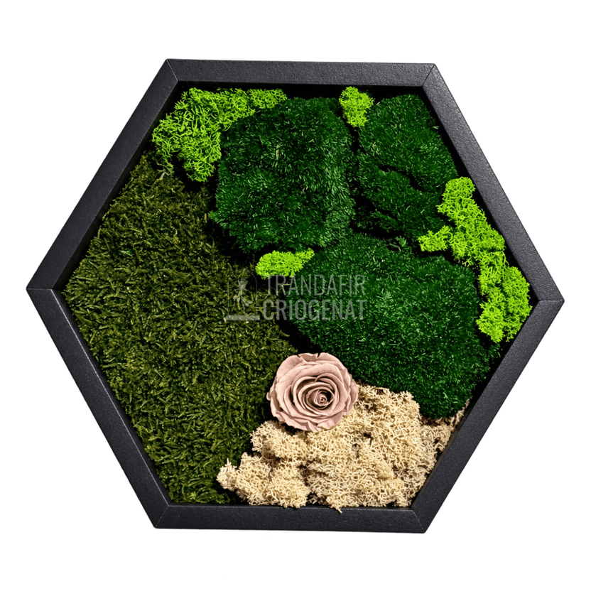 Tablou hexagonal cu un trandafir criogenat crem-alună pe mușchi - Trandafir-Criogenat.ro