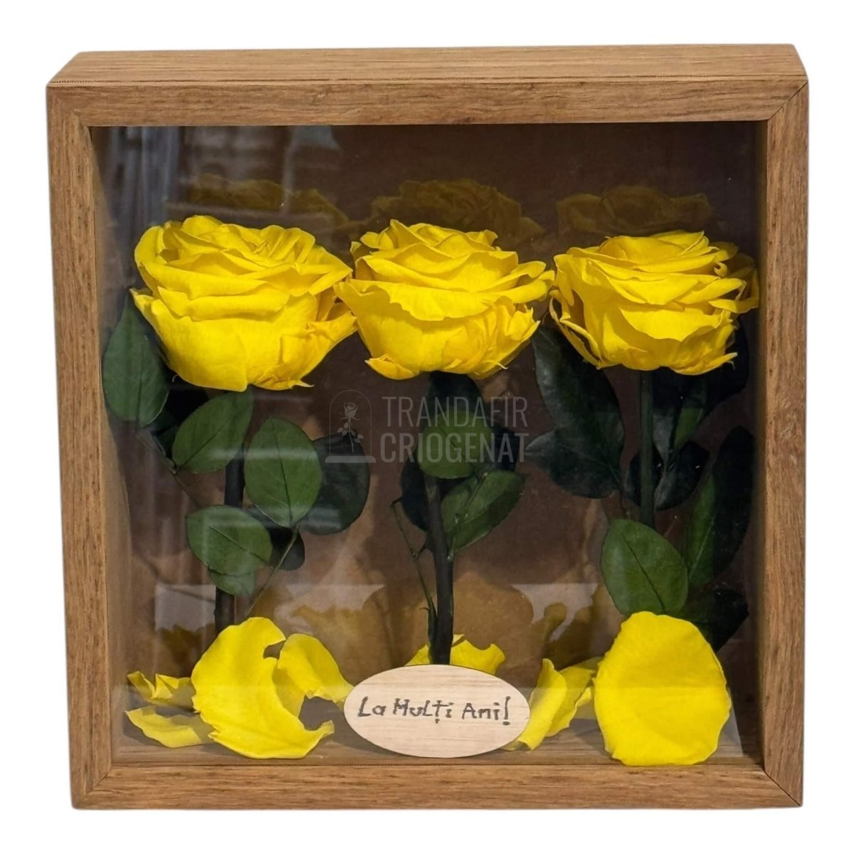 Tablou Natural 27x27 cm Cu 3 Trandafiri Criogenați Galbeni Premium În Ramă Din Stejar Masiv - Trandafir - Criogenat.ro