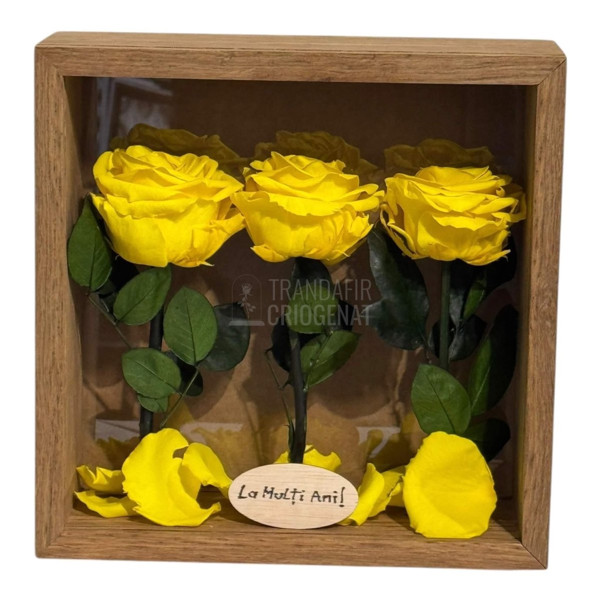 Tablou Natural 27x27 cm Cu 3 Trandafiri Criogenați Galbeni Premium În Ramă Din Stejar Masiv - Trandafir - Criogenat.ro