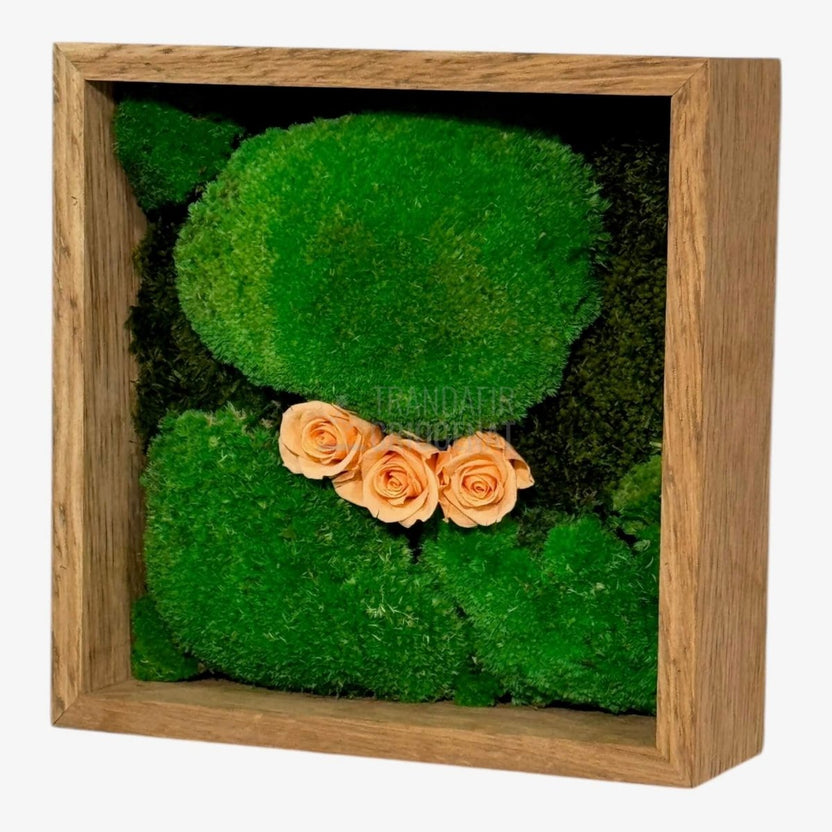 Tablou Natural 27x27 cm cu Mușchi Bombat și Plat Stabilizat cu 3 Trandafiri Criogenați Piersică - Trandafir - Criogenat.ro