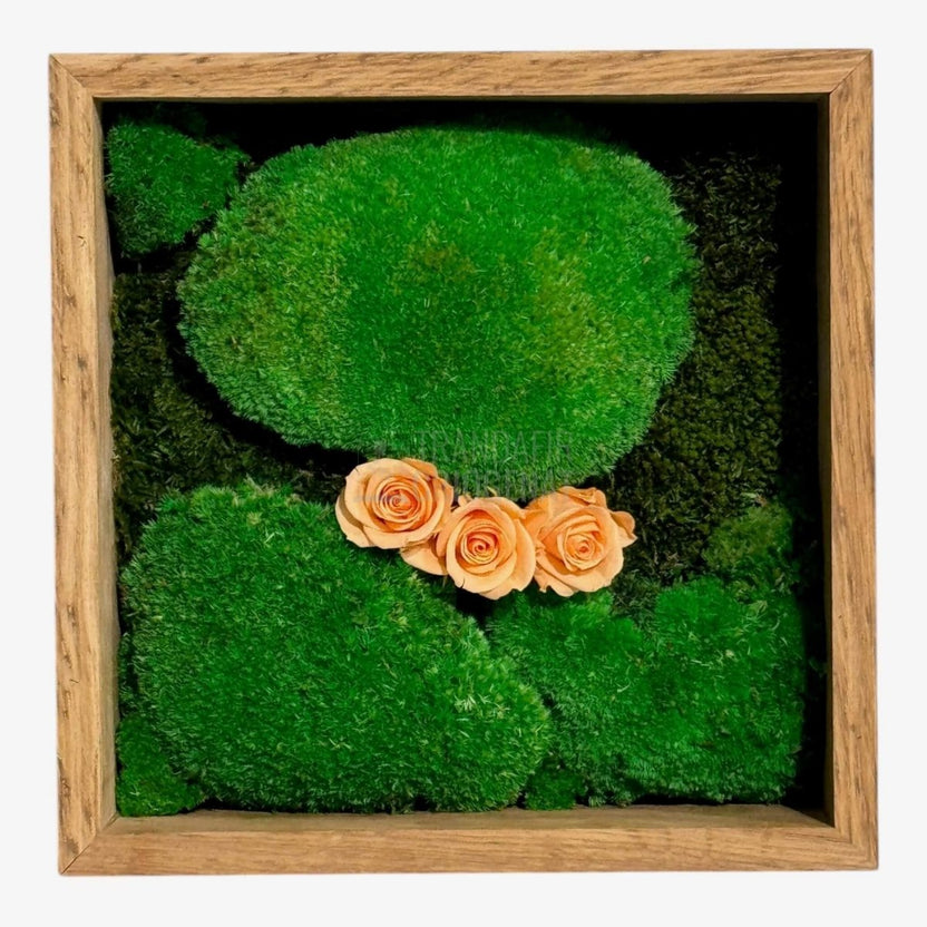 Tablou Natural 27x27 cm cu Mușchi Bombat și Plat Stabilizat cu 3 Trandafiri Criogenați Piersică - Trandafir - Criogenat.ro