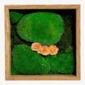 Tablou Natural 27x27 cm cu Mușchi Bombat și Plat Stabilizat cu 3 Trandafiri Criogenați Piersică - Trandafir - Criogenat.ro