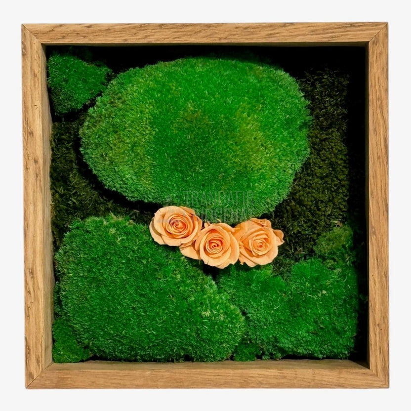 Tablou Natural 27x27 cm cu Mușchi Bombat și Plat Stabilizat cu 3 Trandafiri Criogenați Piersică - Trandafir - Criogenat.ro