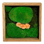 Tablou Natural 27x27 cm cu Mușchi Bombat și Plat Stabilizat cu 3 Trandafiri Criogenați Piersică - Trandafir - Criogenat.ro