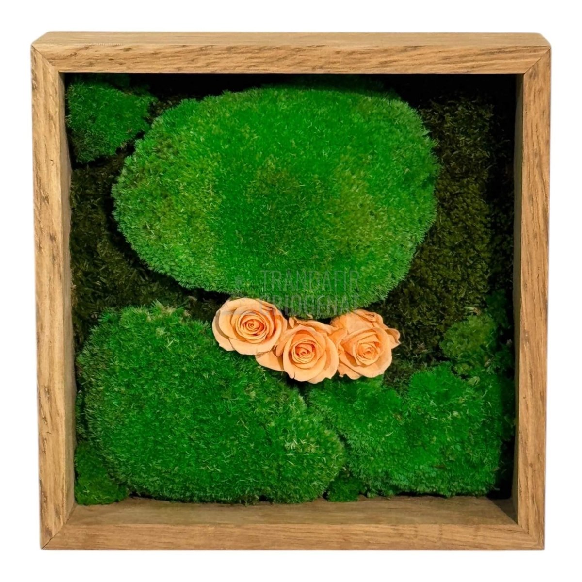 Tablou Natural 27x27 cm cu Mușchi Bombat și Plat Stabilizat cu 3 Trandafiri Criogenați Piersică - Trandafir - Criogenat.ro