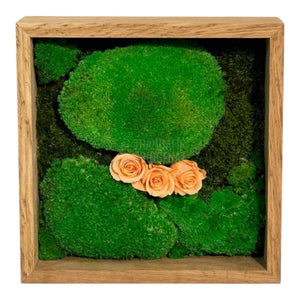 Tablou Natural 27x27 cm cu Mușchi Bombat și Plat Stabilizat cu 3 Trandafiri Criogenați Piersică - Trandafir - Criogenat.ro