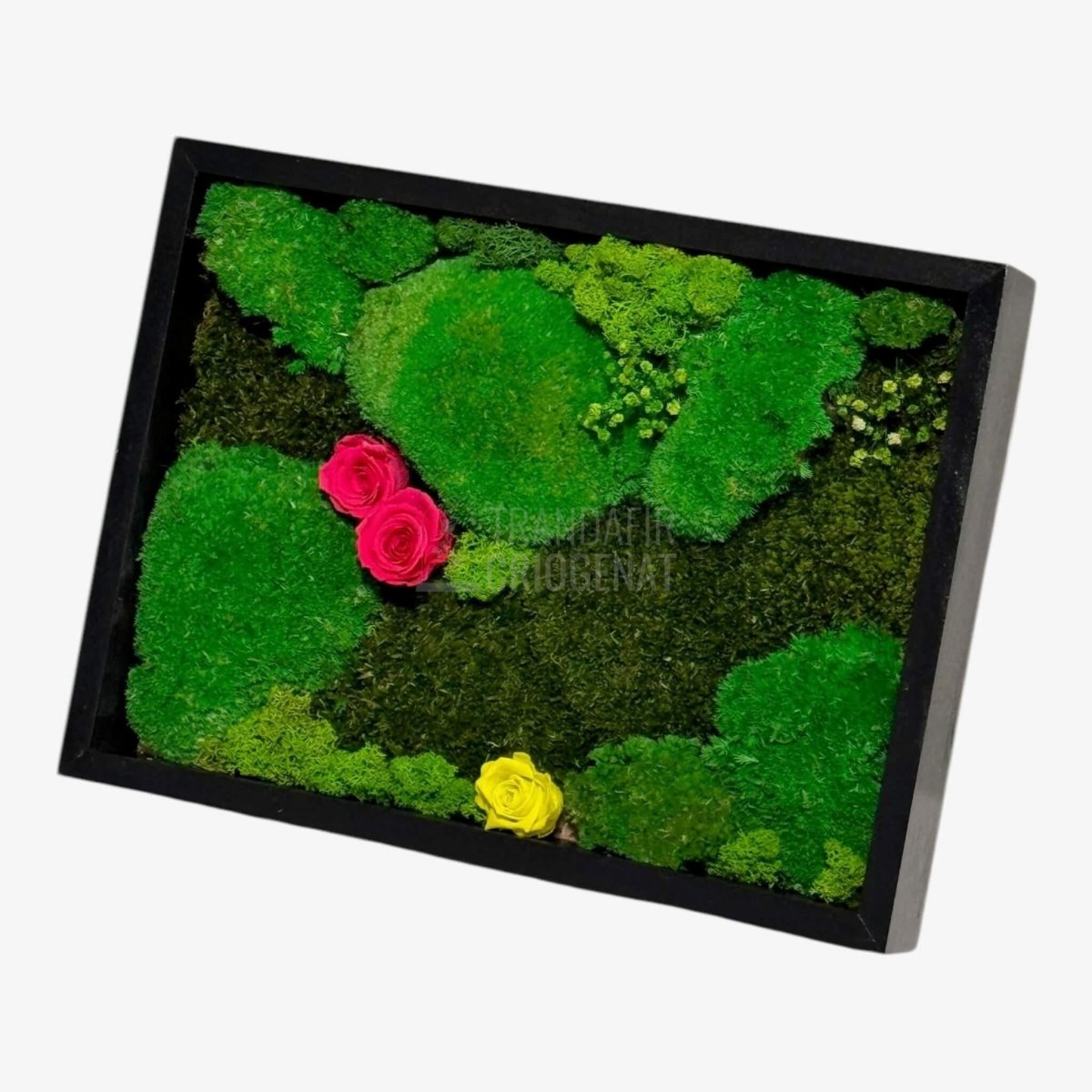 Tablou Natural 30x40 Cm Cu Mușchi Stabilizat Licheni Decorativi Și Trandafiri Criogenați În Rama Neagră - Trandafir - Criogenat.ro